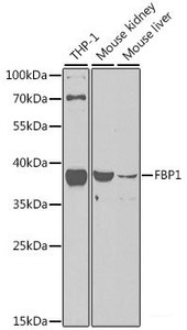 Western blot analysis of extracts of various cell lines using FBP1 Polyclonal Antibody at dilution of 1:1000.