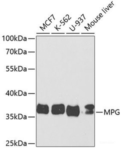 Western blot analysis of extracts of various cell lines using MPG Polyclonal Antibody at dilution of 1:1000.