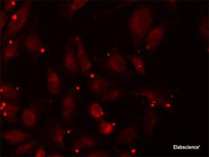 Immunofluorescence analysis of U2OS cells using PCCB Polyclonal Antibody