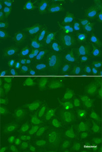 Immunofluorescence analysis of A549 cells using ORC6 Polyclonal Antibody