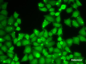 Immunofluorescence analysis of HeLa cells using EIF3E Polyclonal Antibody