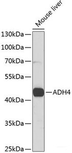 Western blot analysis of extracts of Mouse liver using ADH4 Polyclonal Antibody at dilution of 1:1000.