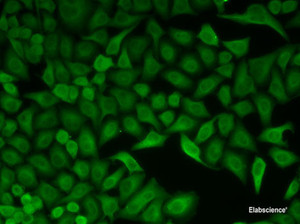 Immunofluorescence analysis of HeLa cells using CDC34 Polyclonal Antibody