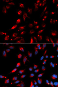 Immunofluorescence analysis of U2OS cells using CPE Polyclonal Antibody