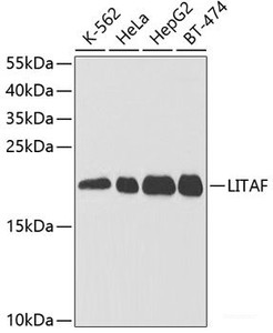 Western blot analysis of extracts of various cell lines using LITAF Polyclonal Antibody at dilution of 1:1000.