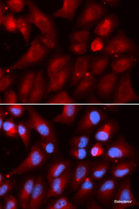 Immunofluorescence analysis of U2OS cells using PSMB2 Polyclonal Antibody
