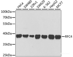 Western blot analysis of extracts of various cell lines using RFC4 Polyclonal Antibody at dilution of 1:1000.