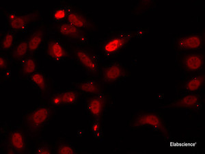 Immunofluorescence analysis of U2OS cells using HNRNPF Polyclonal Antibody