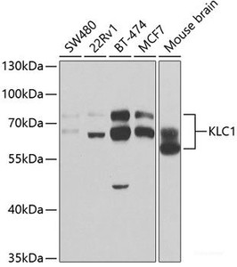 Western blot analysis of extracts of various cell lines using KLC1 Polyclonal Antibody at dilution of 1:1000.