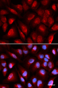 Immunofluorescence analysis of U2OS cells using MCM5 Polyclonal Antibody