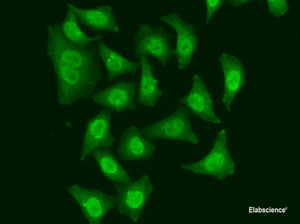 Immunofluorescence analysis of A549 cells using CDC5L Polyclonal Antibody