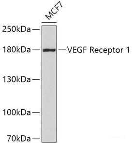 Western blot analysis of extracts of MCF-7 cells using VEGF Receptor 1 Polyclonal Antibody.