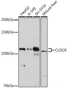 Western blot analysis of extracts of various cell lines using CLOCK Polyclonal Antibody at dilution of 1:1000.