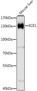 Western blot analysis of extracts of Mouse liver using ECE1 Polyclonal Antibody at dilution of 1:1000.