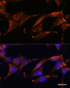 Immunofluorescence analysis of NIH/3T3 cells using FGG Polyclonal Antibody at dilution of 1:100. Blue: DAPI for nuclear staining.