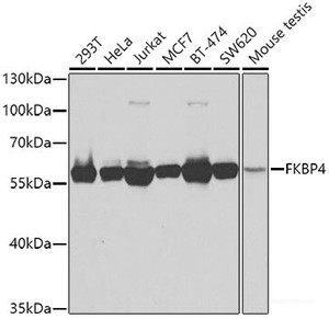 Western blot analysis of extracts of various cell lines using FKBP4 Polyclonal Antibody at dilution of 1:1000.