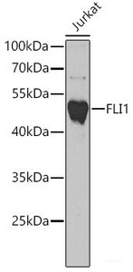 Western blot analysis of extracts of Jurkat cells using FLI1 Polyclonal Antibody at dilution of 1:1000.