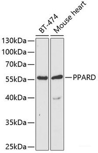 Western blot analysis of extracts of various cell lines using PPARD Polyclonal Antibody at dilution of 1:1000.