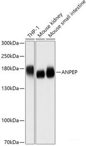 Western blot analysis of extracts of various cell lines using ANPEP Polyclonal Antibody at dilution of 1:1000.