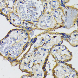 Immunohistochemistry of paraffin-embedded Human placenta using IQGAP1 Polyclonal Antibody at dilution of 1:200 (40x lens) .