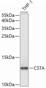 Western blot analysis of extracts of THP-1 cells using CSTA Polyclonal Antibody at dilution of 1:1000.