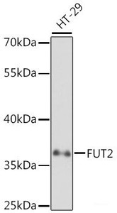 Western blot analysis of extracts of HT-29 cells using FUT2 Polyclonal Antibody at dilution of 1:1000.