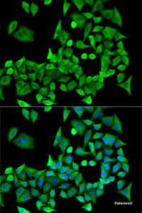 Immunofluorescence analysis of U2OS cells using PPP2R1A Polyclonal Antibody