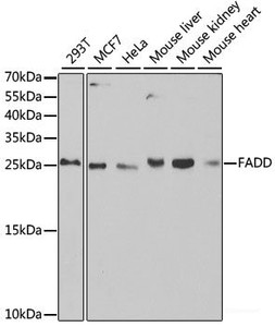 Western blot analysis of extracts of various cell lines using FADD Polyclonal Antibody at dilution of 1:1000.