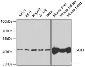 Western blot analysis of extracts of various cell lines using GOT1 Polyclonal Antibody at dilution of 1:1000.
