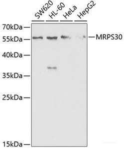 Western blot analysis of extracts of various cell lines using MRPS30 Polyclonal Antibody at dilution of 1:1000.