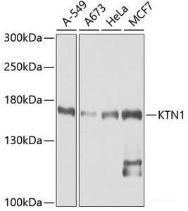 Western blot analysis of extracts of various cell lines using KTN1 Polyclonal Antibody at dilution of 1:1000.