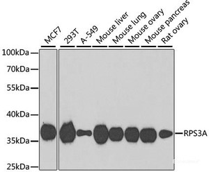 Western blot analysis of extracts of various cell lines using RPS3A Polyclonal Antibody at dilution of 1:1000.