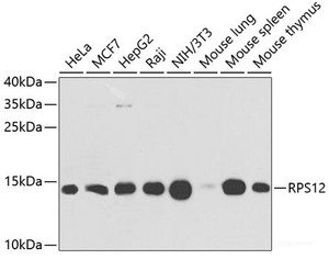 Western blot analysis of extracts of various cell lines using RPS12 Polyclonal Antibody at dilution of 1:1000.