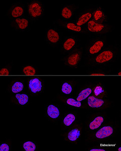 Confocal immunofluorescence analysis of U2OS cells using CPSF6 Polyclonal Antibody at dilution of 1:100. Blue: DAPI for nuclear staining.