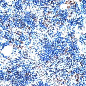 Immunohistochemistry of paraffin-embedded Rat spleen using AQR Polyclonal Antibody at dilution of 1:100 (40x lens) .