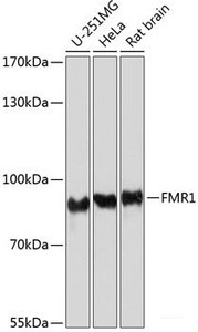 Western blot analysis of extracts of various cell lines using FMR1 Polyclonal Antibody at dilution of 1:1000.