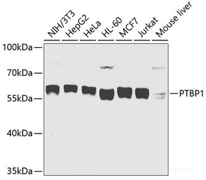 Western blot analysis of extracts of various cell lines using PTBP1 Polyclonal Antibody at dilution of 1:1000.