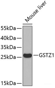 Western blot analysis of extracts of Mouse liver using GSTZ1 Polyclonal Antibody.