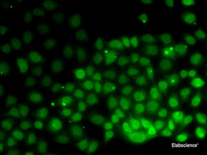 Immunofluorescence analysis of HeLa cells using HMGN2 Polyclonal Antibody