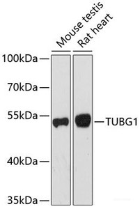 Western blot analysis of extracts of various cell lines using TUBG1 Polyclonal Antibody at dilution of 1:1000.