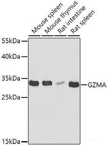 Western blot analysis of extracts of various cell lines using GZMA Polyclonal Antibody at dilution of 1:1000.