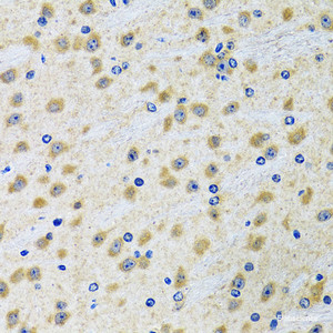 Immunohistochemistry of paraffin-embedded Rat brain using GAB1 Polyclonal Antibody at dilution of 1:100 (40x lens) .