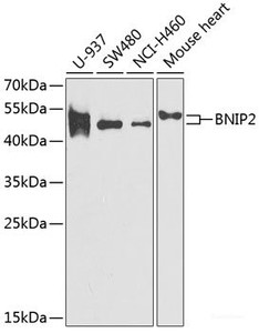 Western blot analysis of extracts of various cell lines using BNIP2 Polyclonal Antibody at dilution of 1:1000.