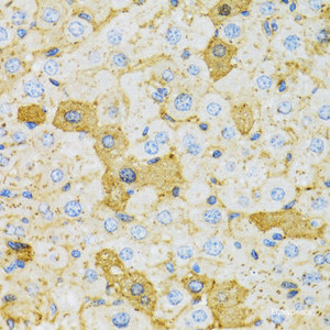 Immunohistochemistry of paraffin-embedded Rat liver using OXA1L Polyclonal Antibody at dilution of 1:100 (40x lens) .
