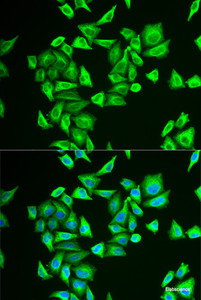Immunofluorescence analysis of U2OS cells using PGM1 Polyclonal Antibody