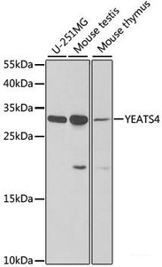 Western blot analysis of extracts of various cell lines using YEATS4 Polyclonal Antibody at dilution of 1:1000.