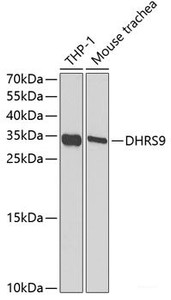 Western blot analysis of extracts of various cell lines using DHRS9 Polyclonal Antibody at dilution of 1:1000.