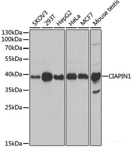 Western blot analysis of extracts of various cell lines using CIAPIN1 Polyclonal Antibody at dilution of 1:1000.
