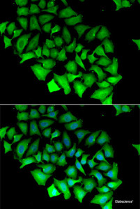 Immunofluorescence analysis of HeLa cells using ACY1 Polyclonal Antibody