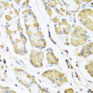 Immunohistochemistry of paraffin-embedded Human stomach using MLN Polyclonal Antibody at dilution of 1:100 (40x lens) .